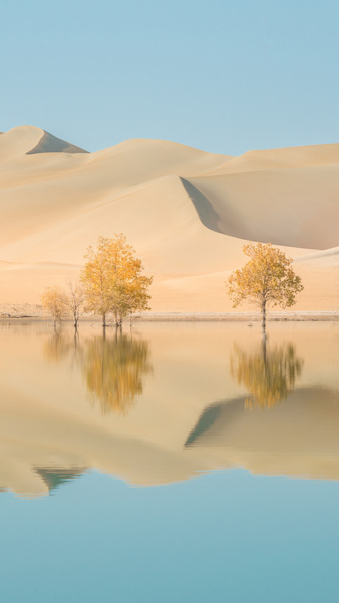 Autumn Scenery of Populus Euphratica Forest in Tarim Desert screenshot