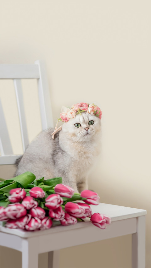 A Beautiful White Cat in a Crown of Pink Flowers screenshot