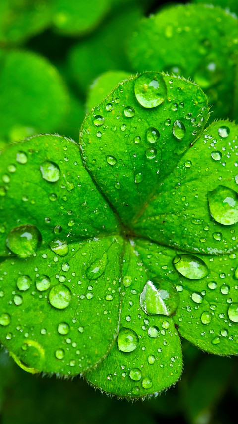 Raindrops fall on the clover screenshot