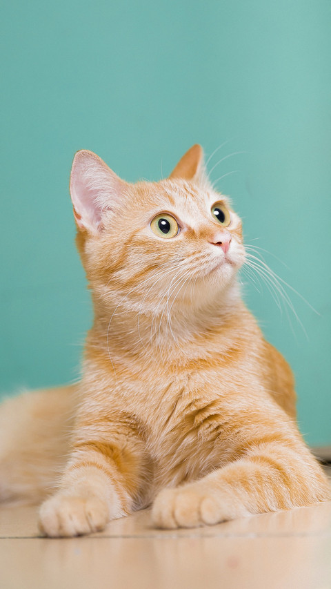 A bright and alert little cat screenshot