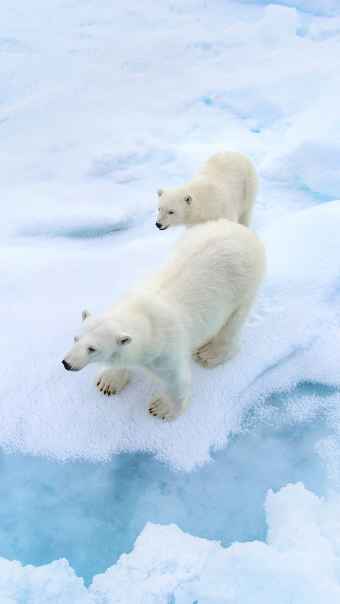 Polar Bear And Its Cub Standing on The Ice screenshot