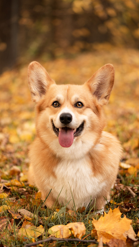 Signs of vitamin deficiency in dogs 2 screenshot