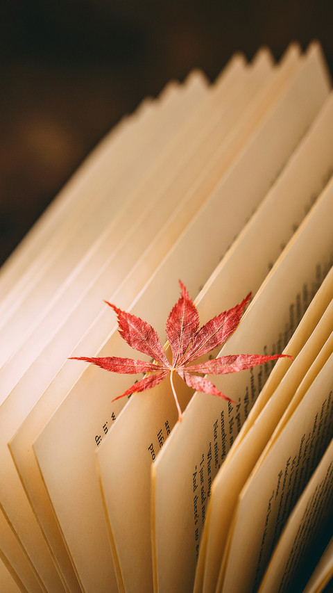 Autumn Literary Style Maple Leaf Book Picture screenshot
