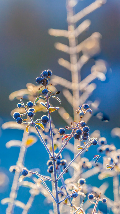 Winter plants screenshot