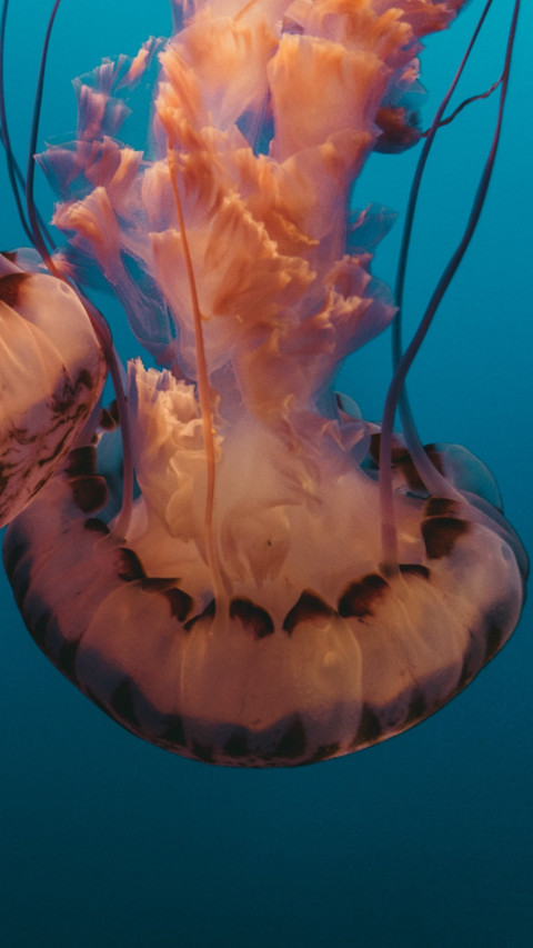 Marine Life (9) screenshot