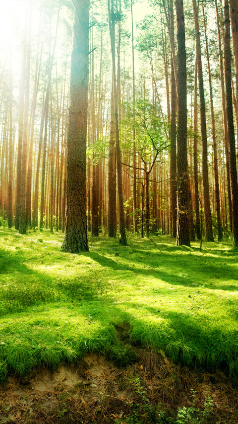 Green tree screenshot