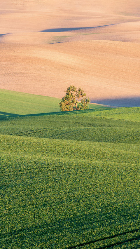 Beautiful Field of Green Wheat with Smooth Waves on Sunset screenshot