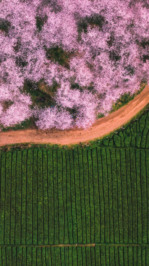 Cherry blossoms dance in the clouds screenshot