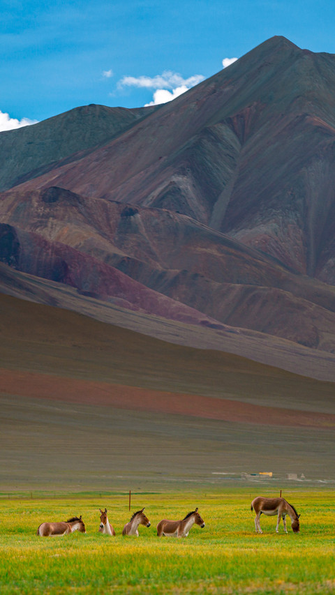 Tibetan wild donkey tribe screenshot