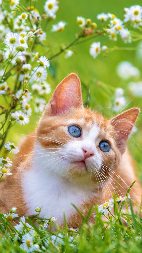 Summer flower field kitten screenshot