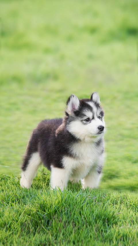 A Cute Siberian Husky Puppy on Grass screenshot