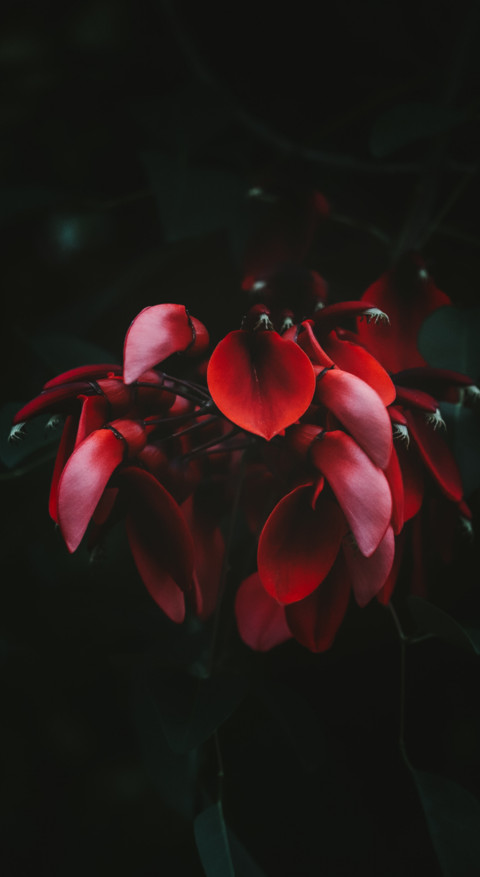 Macro Photography (26) screenshot