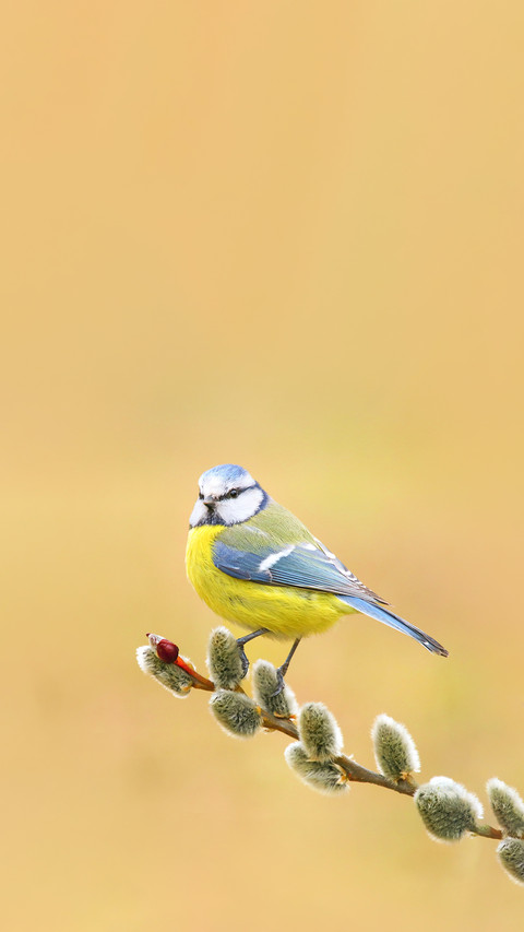 Beautiful Blue Tit Parus Caeruleus screenshot