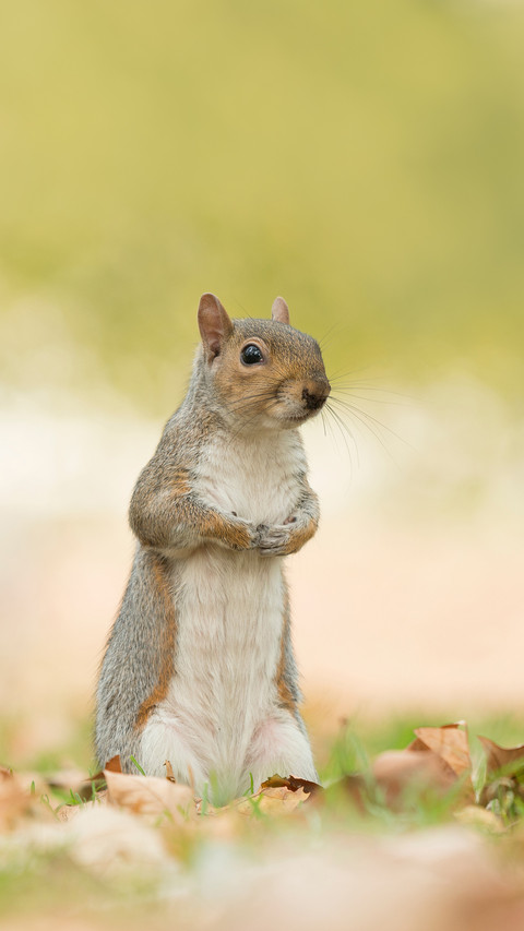 Cute gray squirrel sitting upright, autumn leaves on grass screenshot