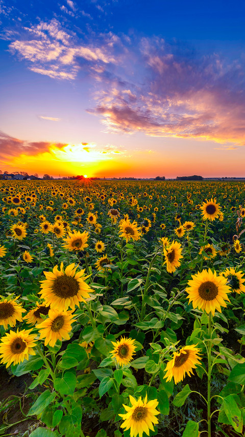 Colorful Flower Field screenshot