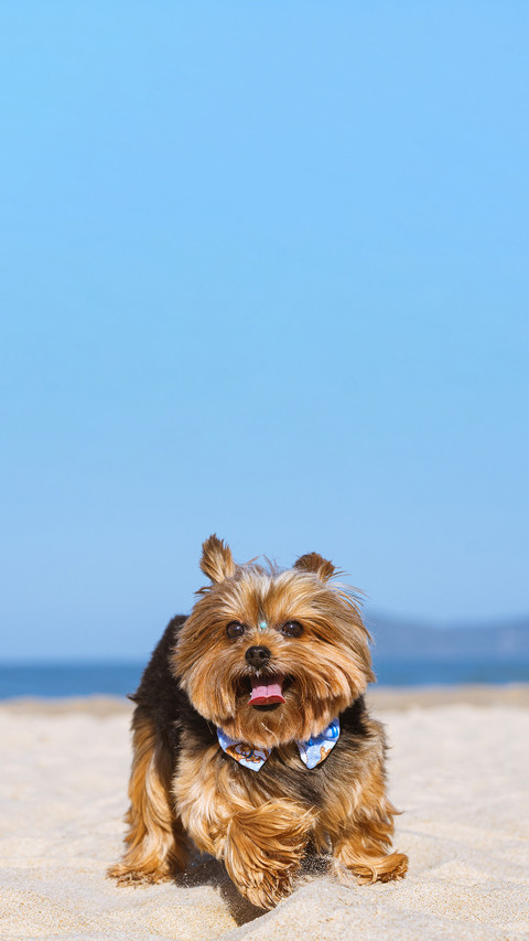 Brown pet beach funny sun happy screenshot