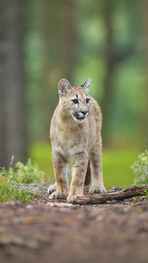 Cougars make drivers safer screenshot