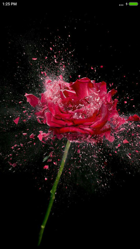 Rose screenshot