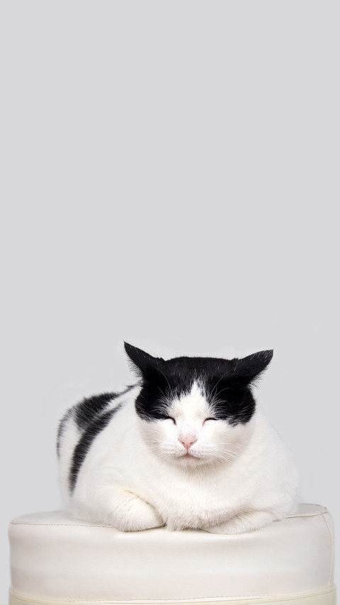 How to save the cats tears 56 screenshot