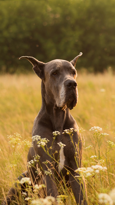 Dogs rarely seen in China 27 screenshot