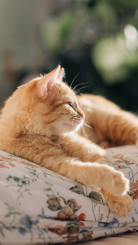 An orange cat sleeping on a white pillow screenshot