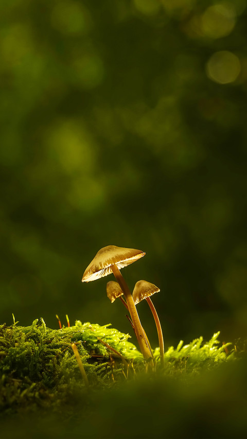 The spirit of autumn screenshot