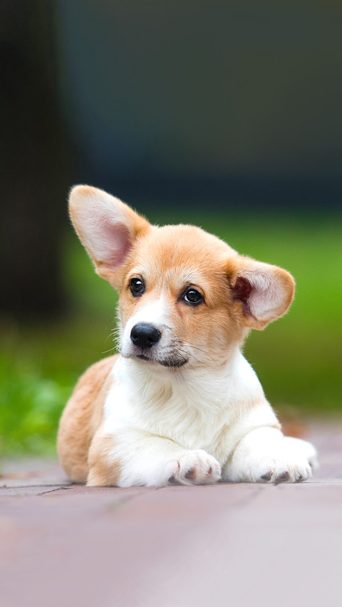 Little welsh corgi puppy lies on the lawn in the park screenshot