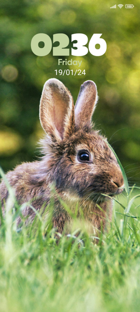 Rabbit in Grass screenshot