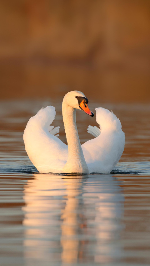 Elegant white birds screenshot