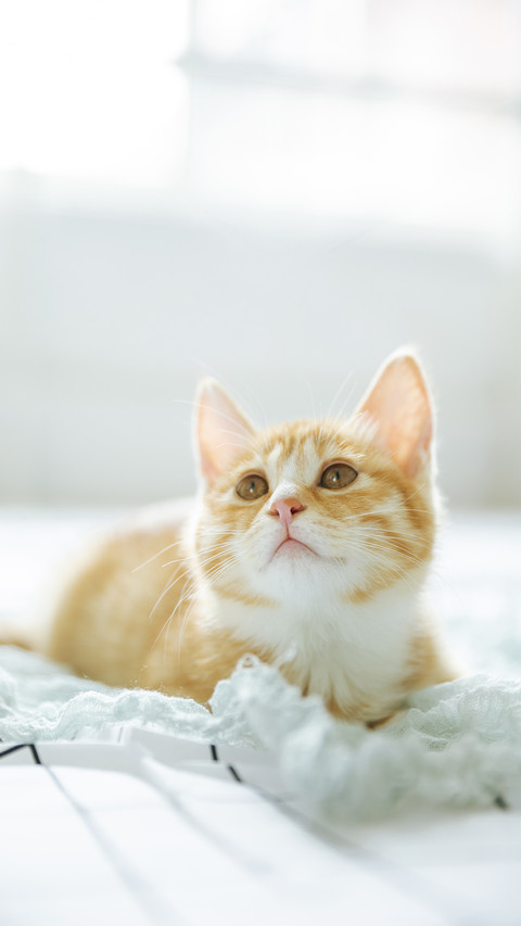 A Cat Lying on Its Back in Bed screenshot