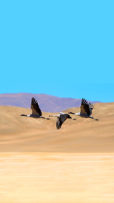 Black-necked Crane screenshot