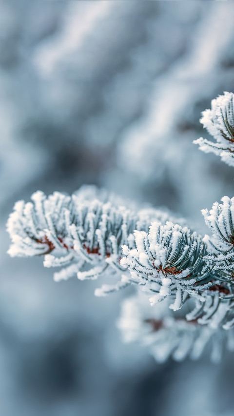 Its the beginning of winter again screenshot