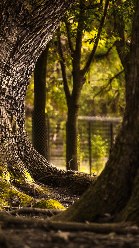 The light and shadow of tree trunks and moss screenshot