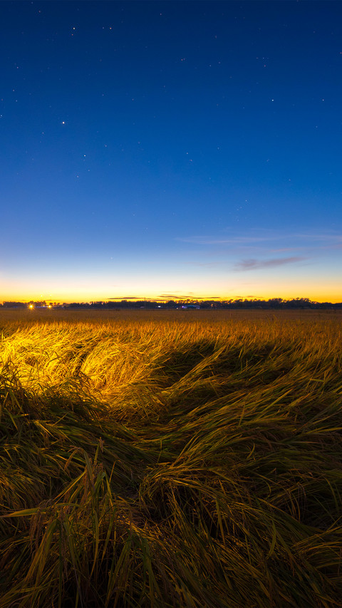 Starry sky over rice fields screenshot