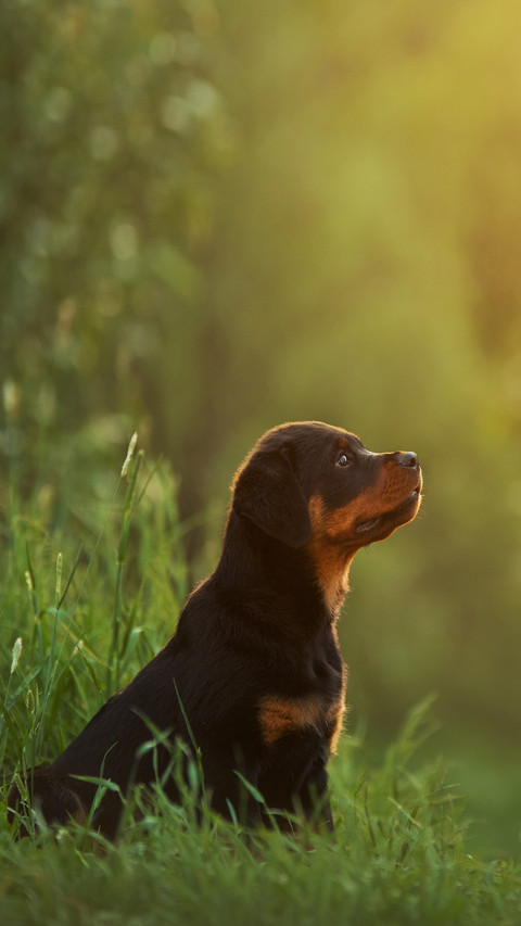 Rottweiler Puppy in Nature screenshot