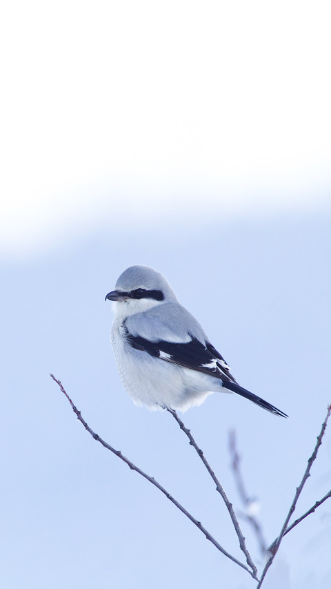 Gray Shrike Perched Against a Natural Background of Winter screenshot