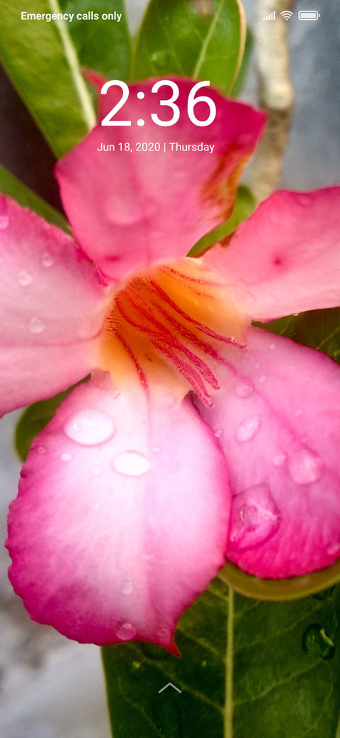 Natural Flower_DWM2 screenshot