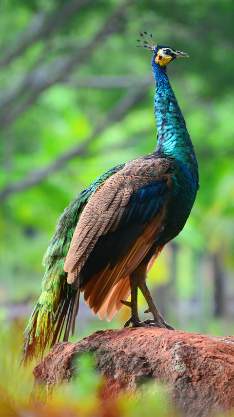 Beautiful peacock-03 screenshot