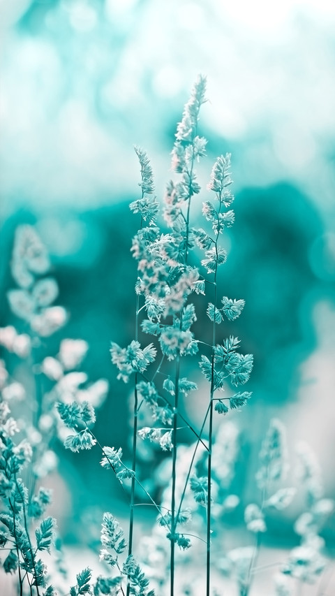 Flowers and plants screenshot