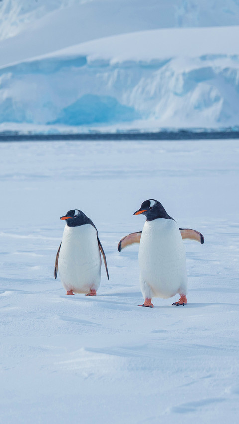 Penguins Living in Antarctica Spring screenshot
