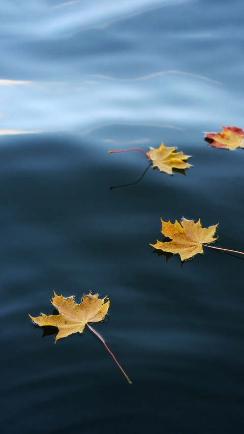 Fallen Maple Leafs Floats on a Calm Lake at Autumn screenshot