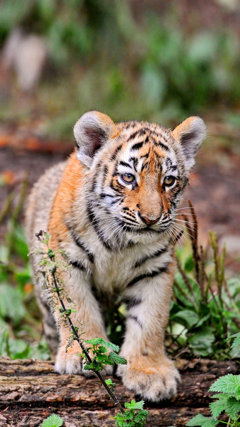Animals with amazing appetite 26 screenshot