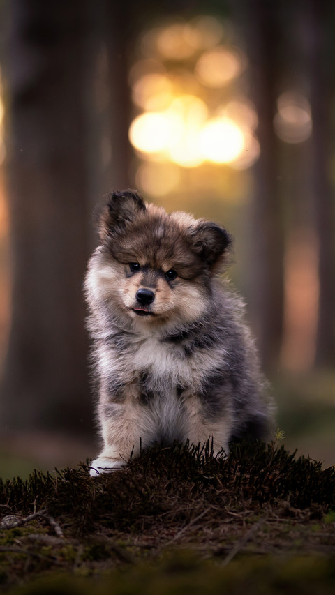 Forest pet moments 2 screenshot