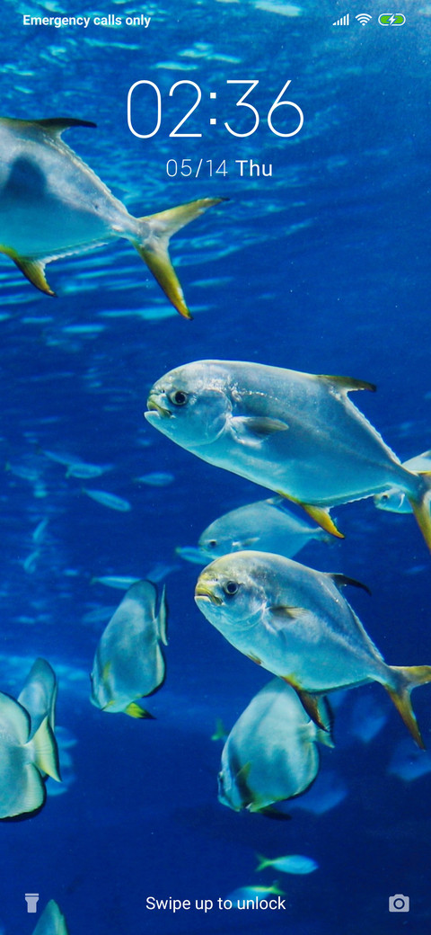 Sea fish_3MDS screenshot