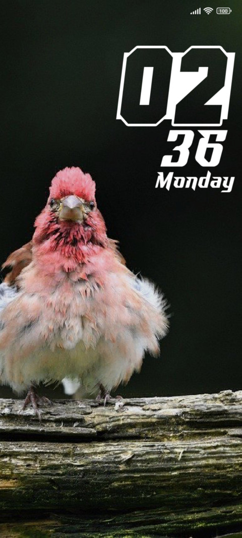 Bird screenshot