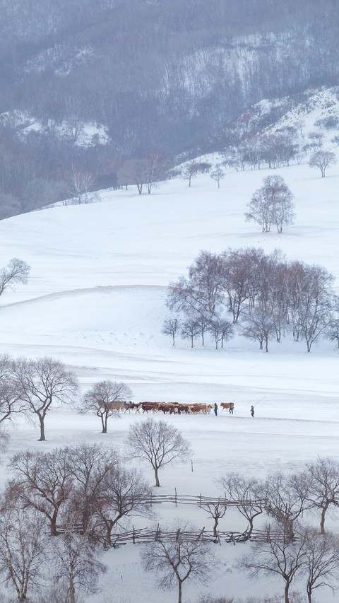 People Are Herding Cattle in The Snow screenshot