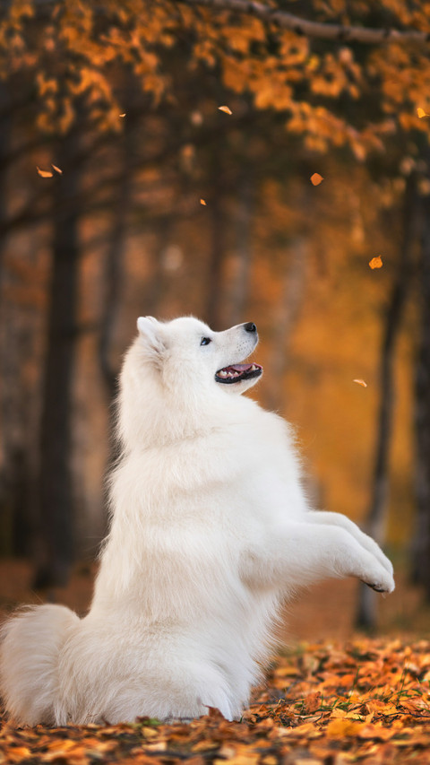 A Lovely Dog Sat on The Grass Smiling screenshot