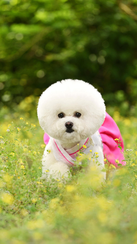 比熊犬的前世今生 screenshot