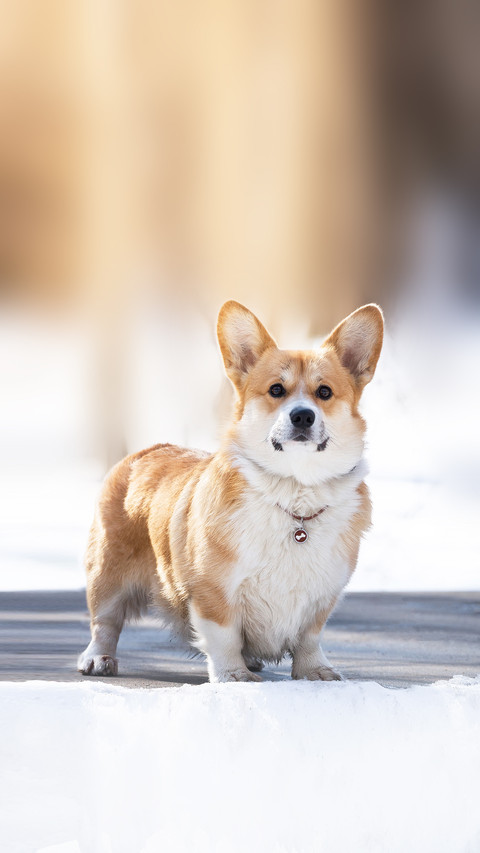 Pembroke Welsh Corgi in winter snow screenshot