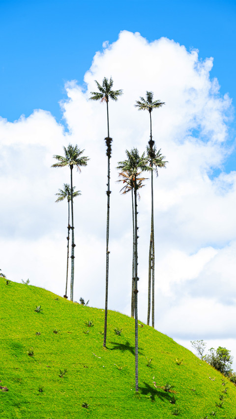 The worlds tallest palm tree screenshot